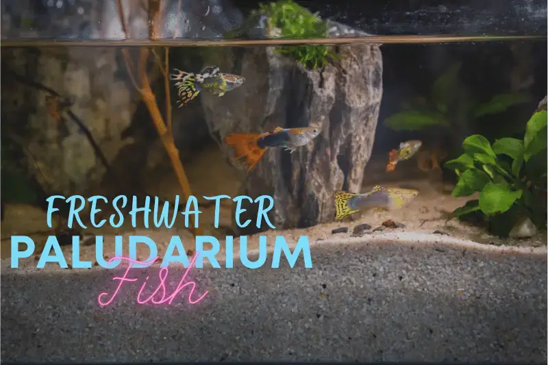 'Video thumbnail for 16 Fish That Can Live in a Paludarium'