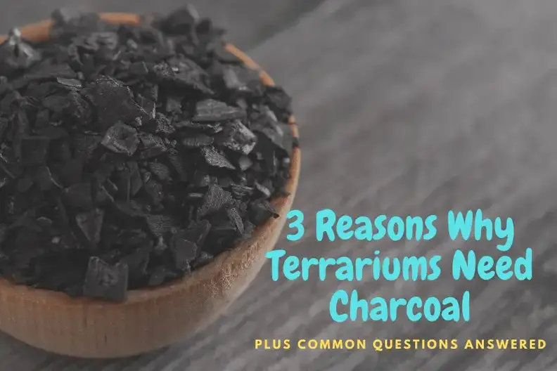 'Video thumbnail for 3 Reasons Why Terrariums Need Charcoal'