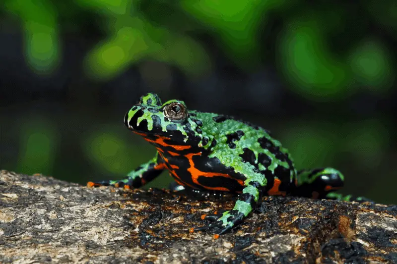 1. fire-bellied toad