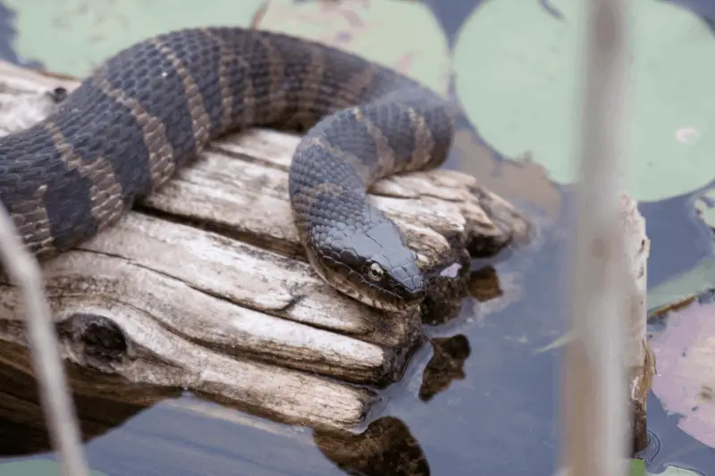 10. northern water snake