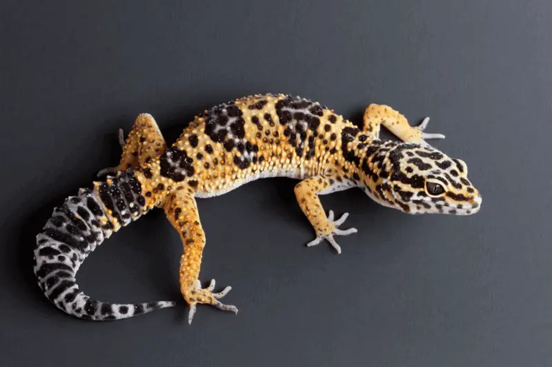13 leopard gecko