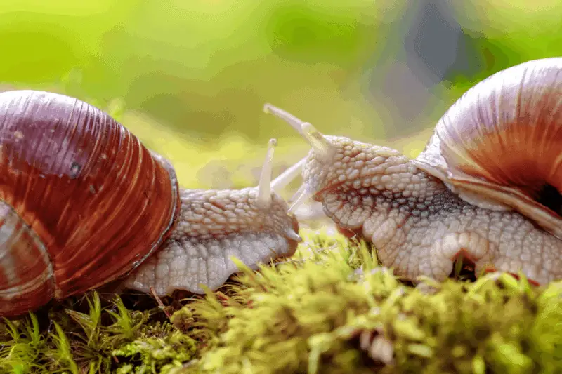16 snails