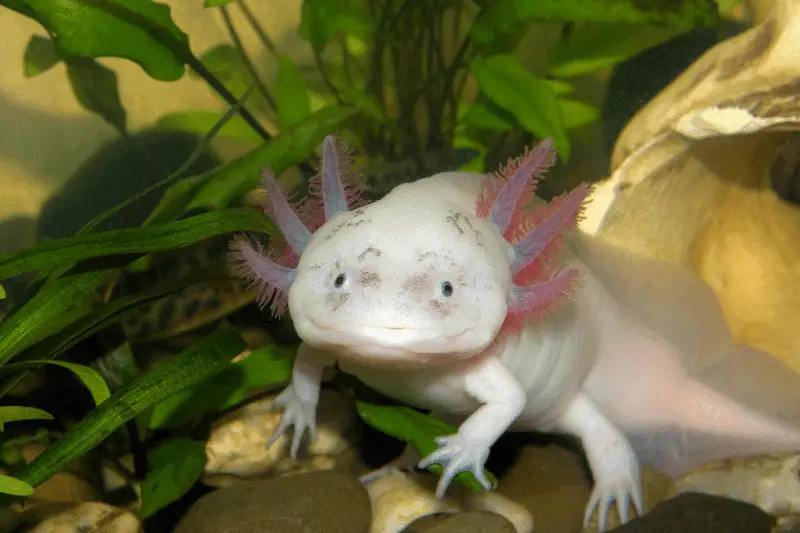 16. Axolotl