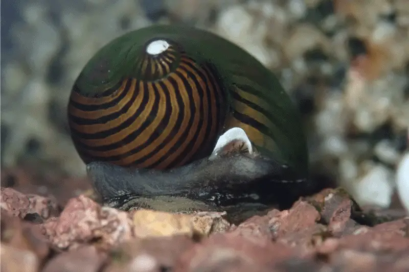17. nerite snail