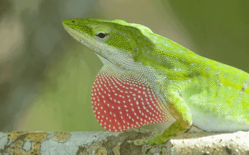 2 Green anole