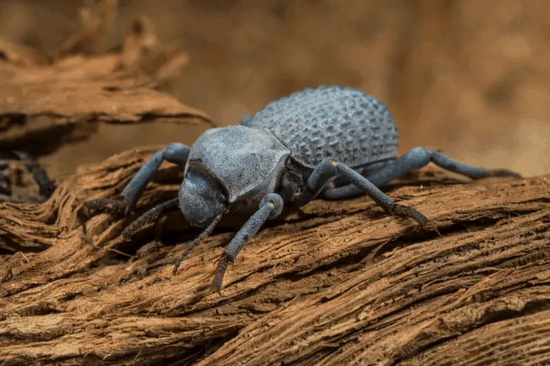 2 blue death beetle