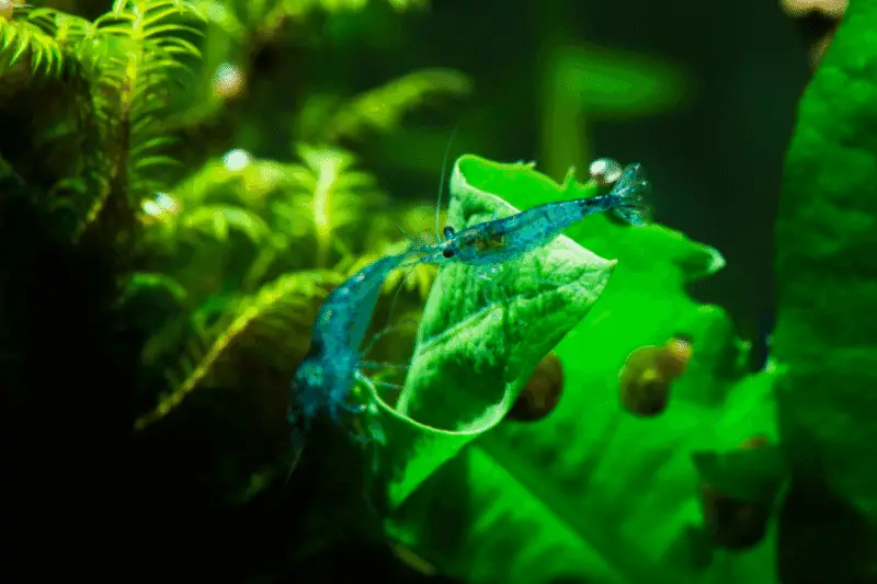 21. blue dream shrimp