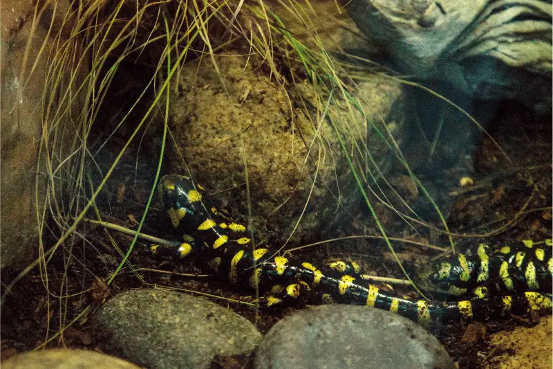 24. tiger salamander
