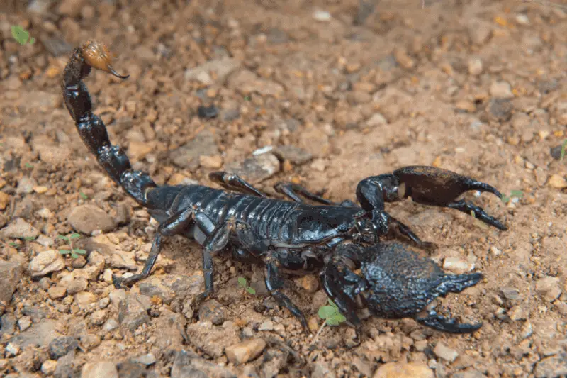 6 emperor scorpion