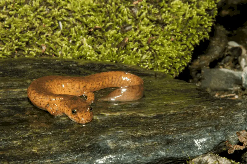 7. spring salamander