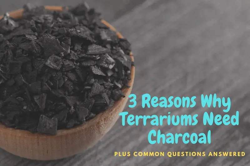3 Reasons Why Terrariums Need Charcoal (Plus helpful tips)