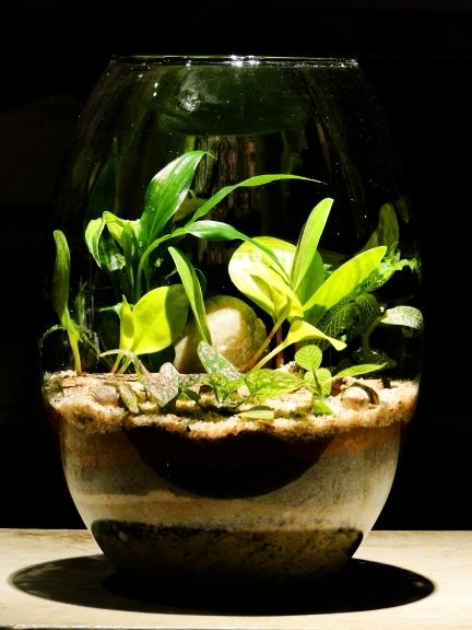 plant terrarium 1