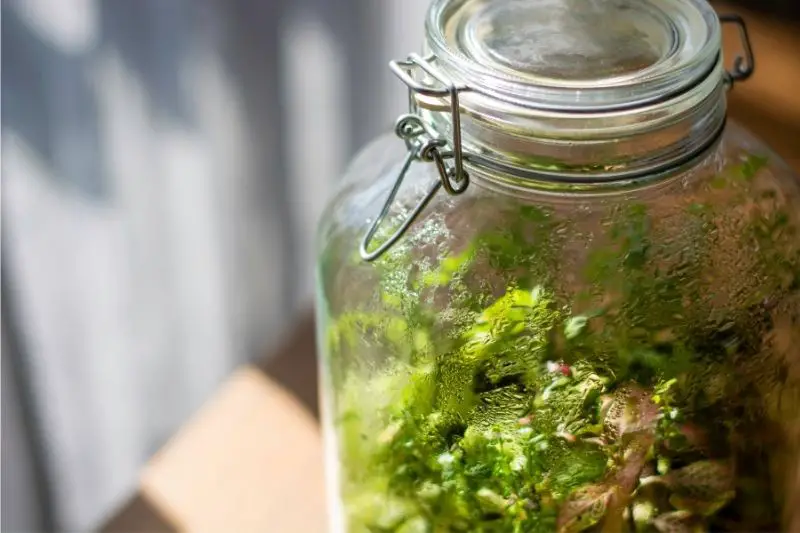 terrarium in jar